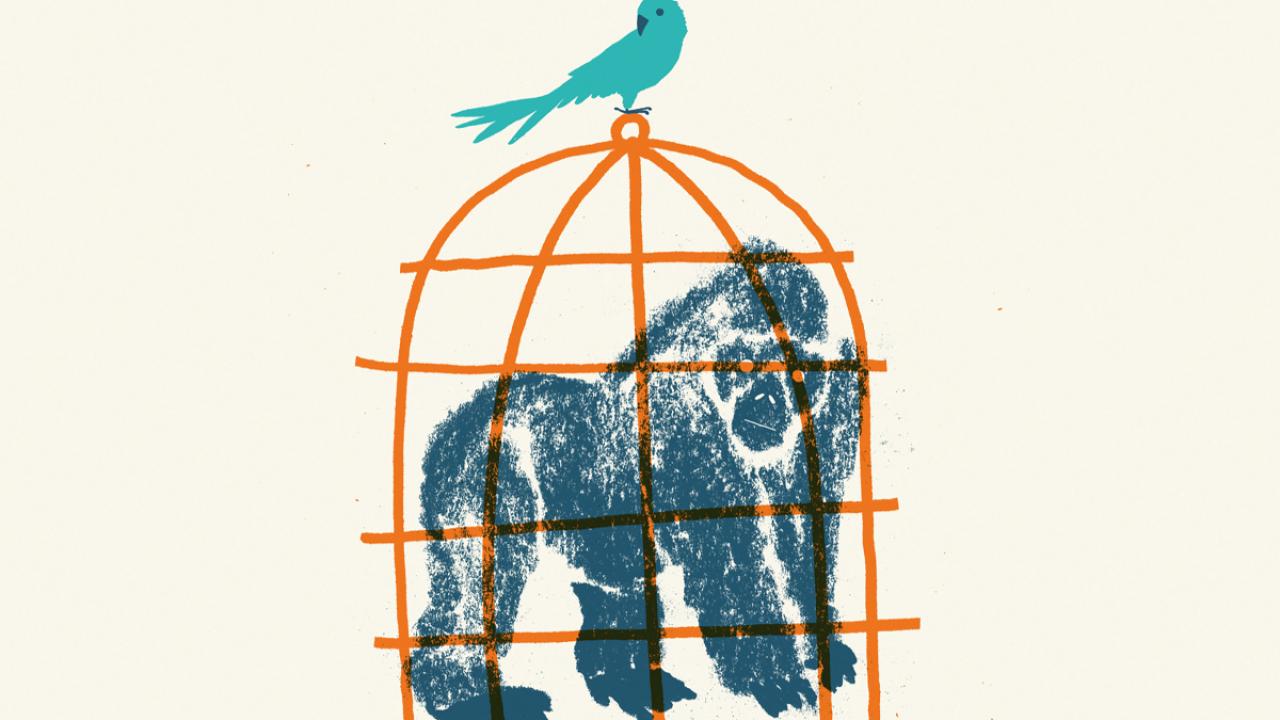 Gorilla and the Bird