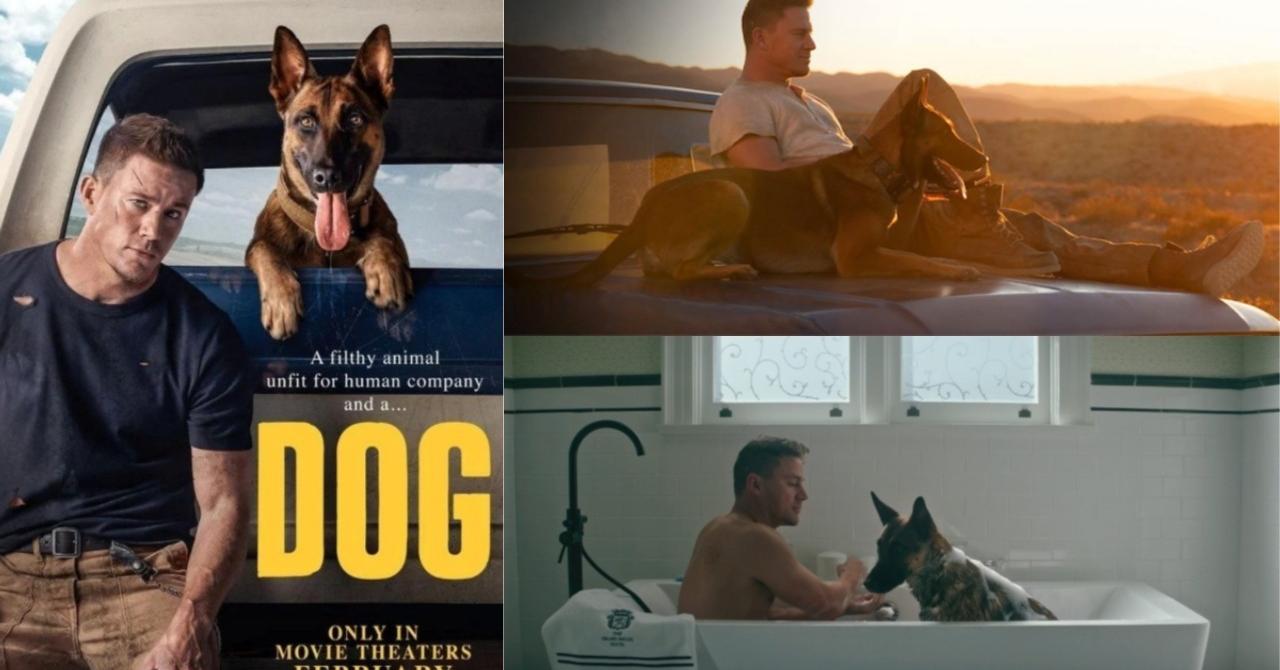 Read more about the article Dog: a buddy movie with a dog directed by Channing Tatum [bande-annonce]